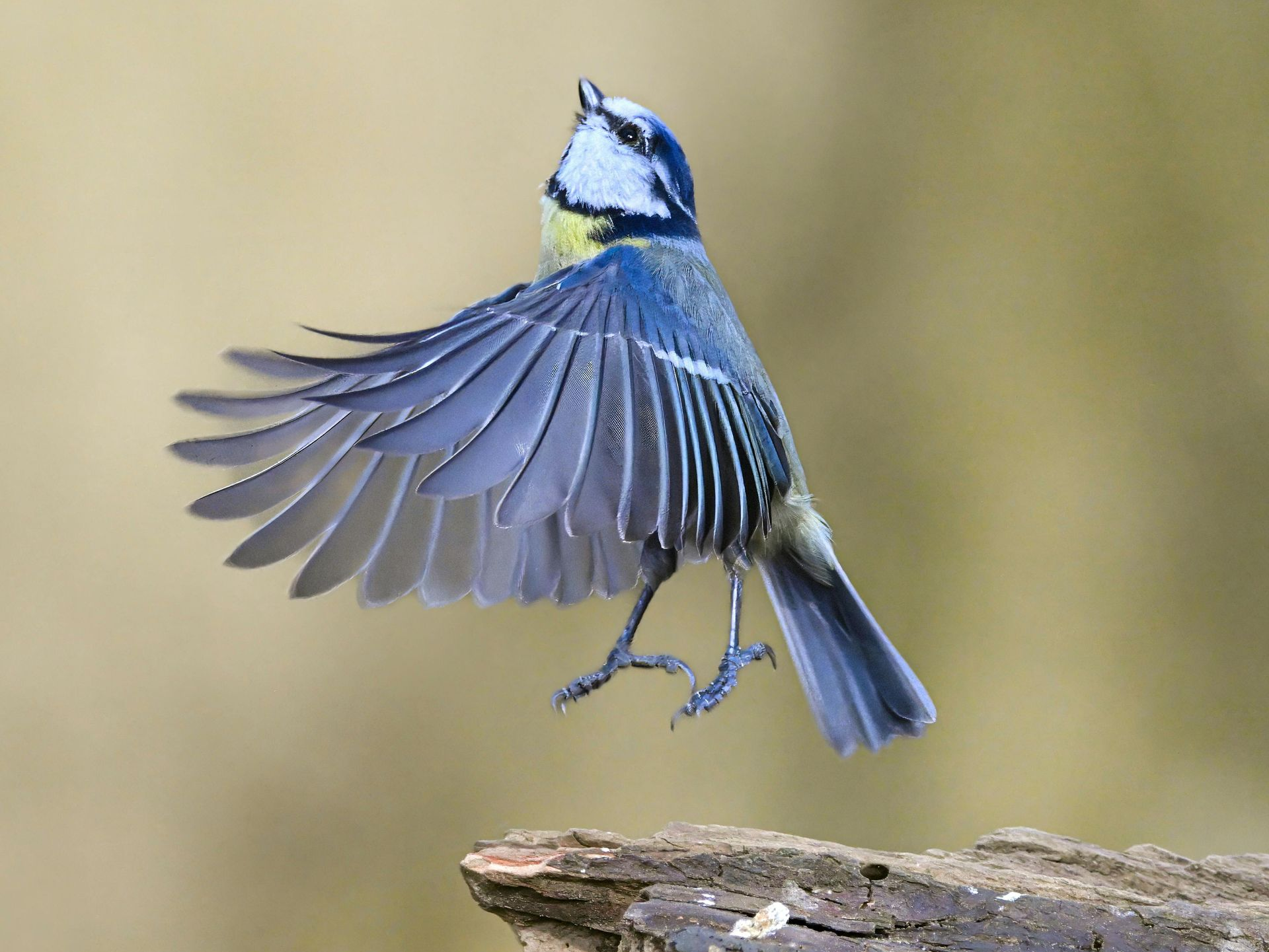 Blue tit flying above a log, wings spread against a blurred beige background