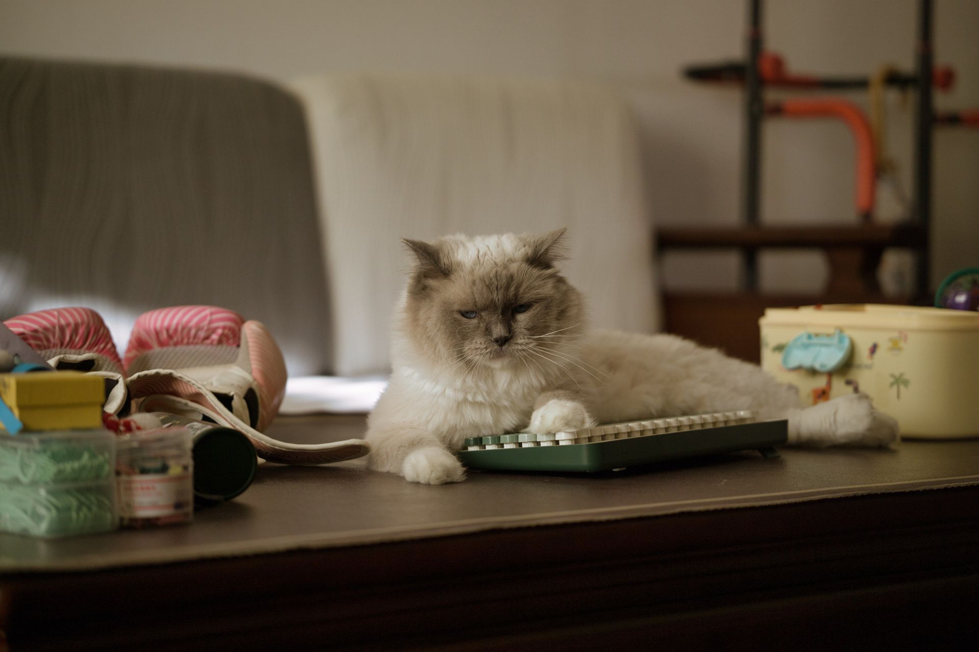 Fluffy cat resting on a table beside a green notebook in a cozy room