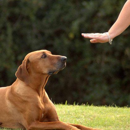 gives a command to her dog
