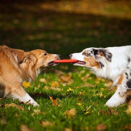 two dogs playing with a toy