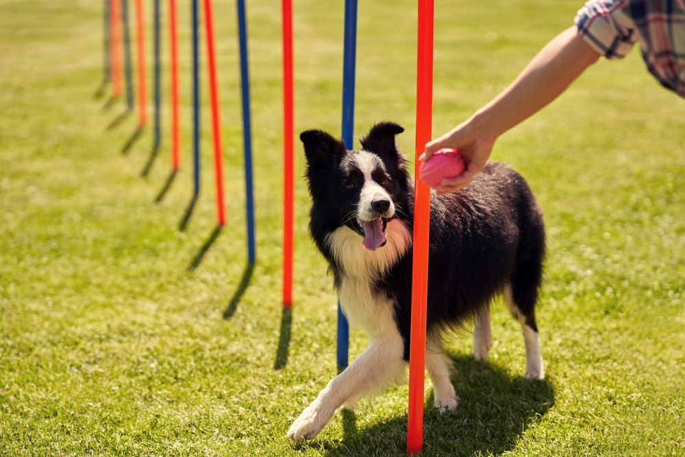 a border collie is playing with a ball while a person holding a ball