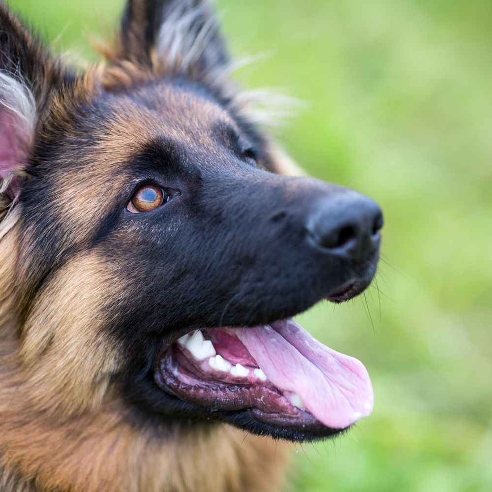 A Dog Trained to be a Leader