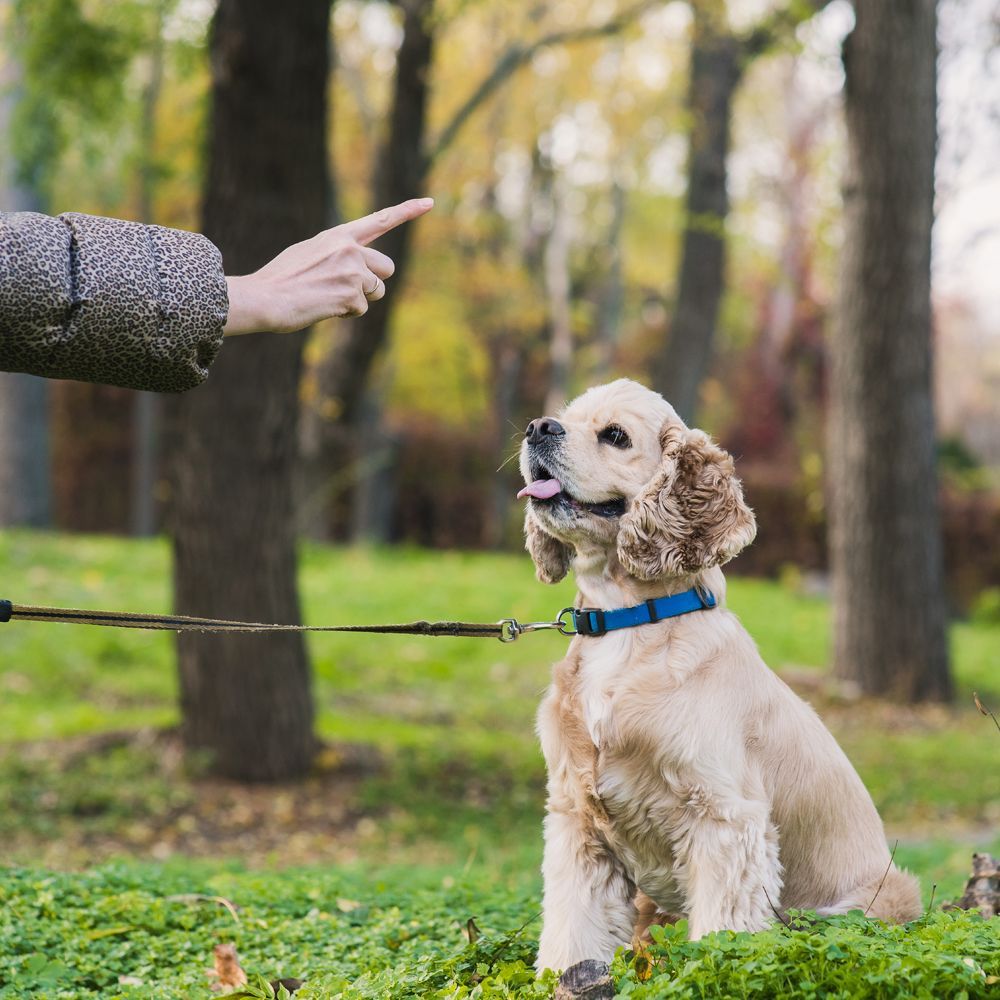 A Dog Owner Giving Instructions to Her Dog