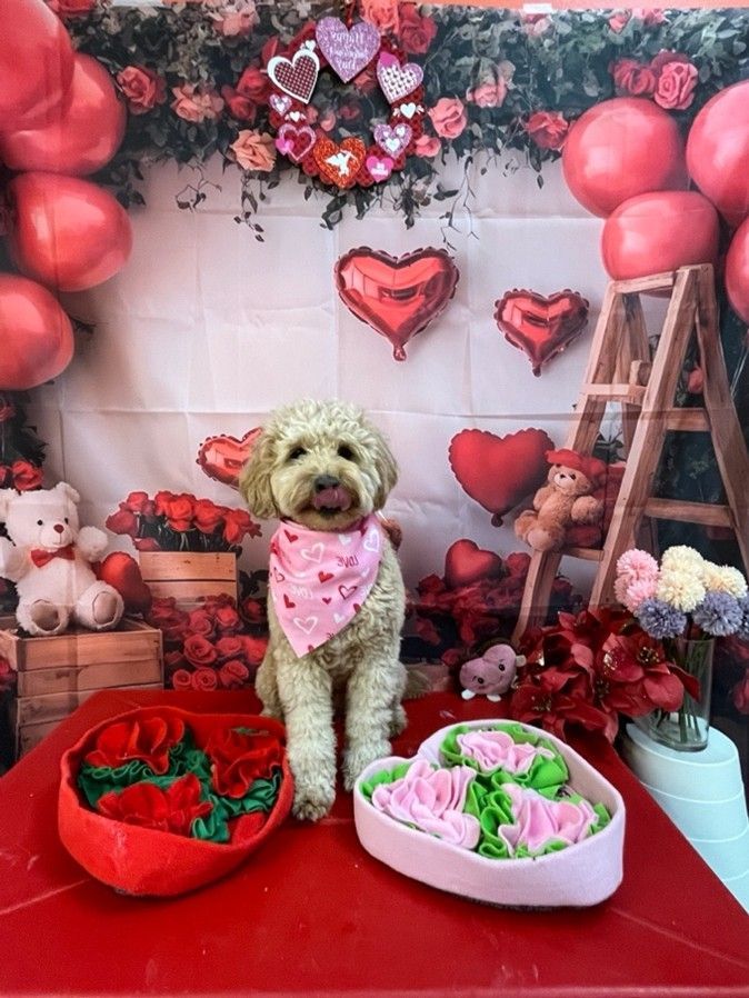 Small dog in a pink bandana among red Valentine decorations and heart-shaped flower arrangements