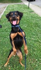 Black-and-tan dog standing on hind legs on grass, panting with tongue out near a sidewalk.