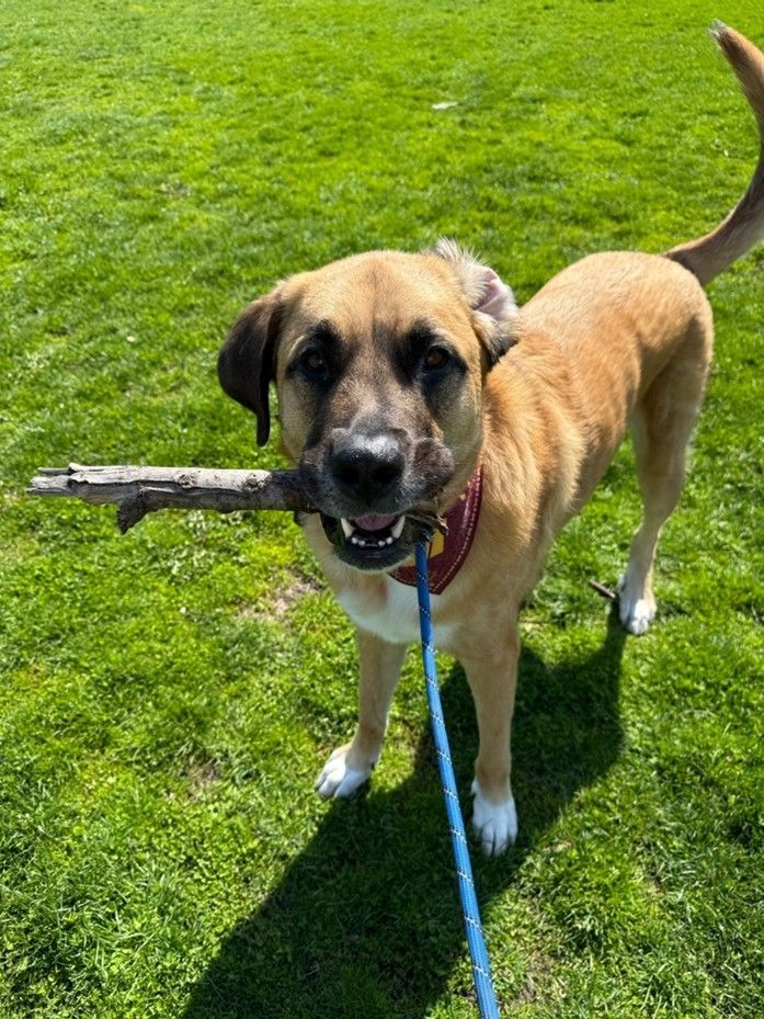 Tan dog with black muzzle stands on green grass, holding a blue leash, with a stick nearby.