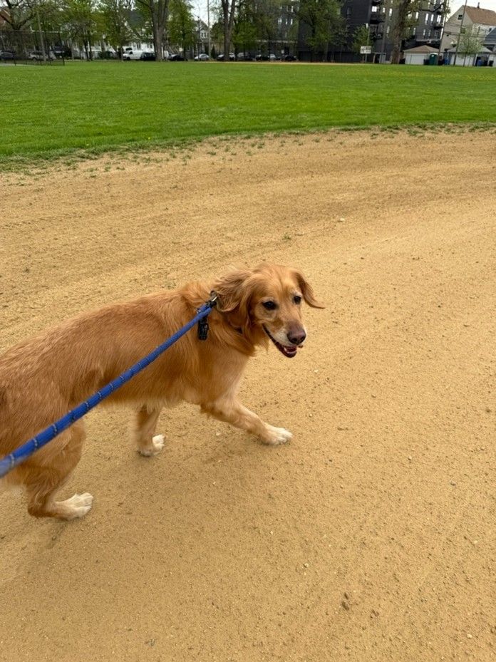 Golden dog on a blue leash walking on a sandy path beside a green field
