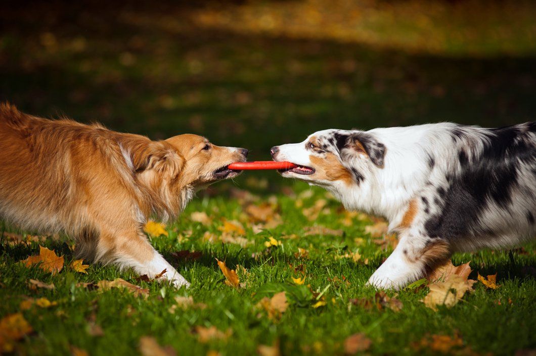 two dogs playing with a toy