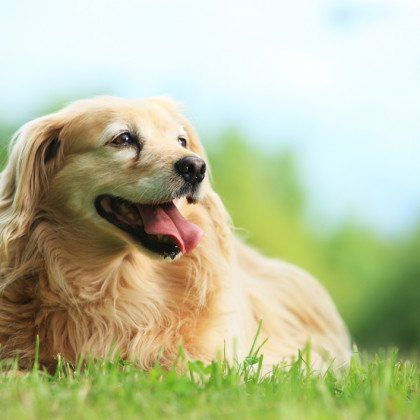 Golden Retreiver Portrait with green nature