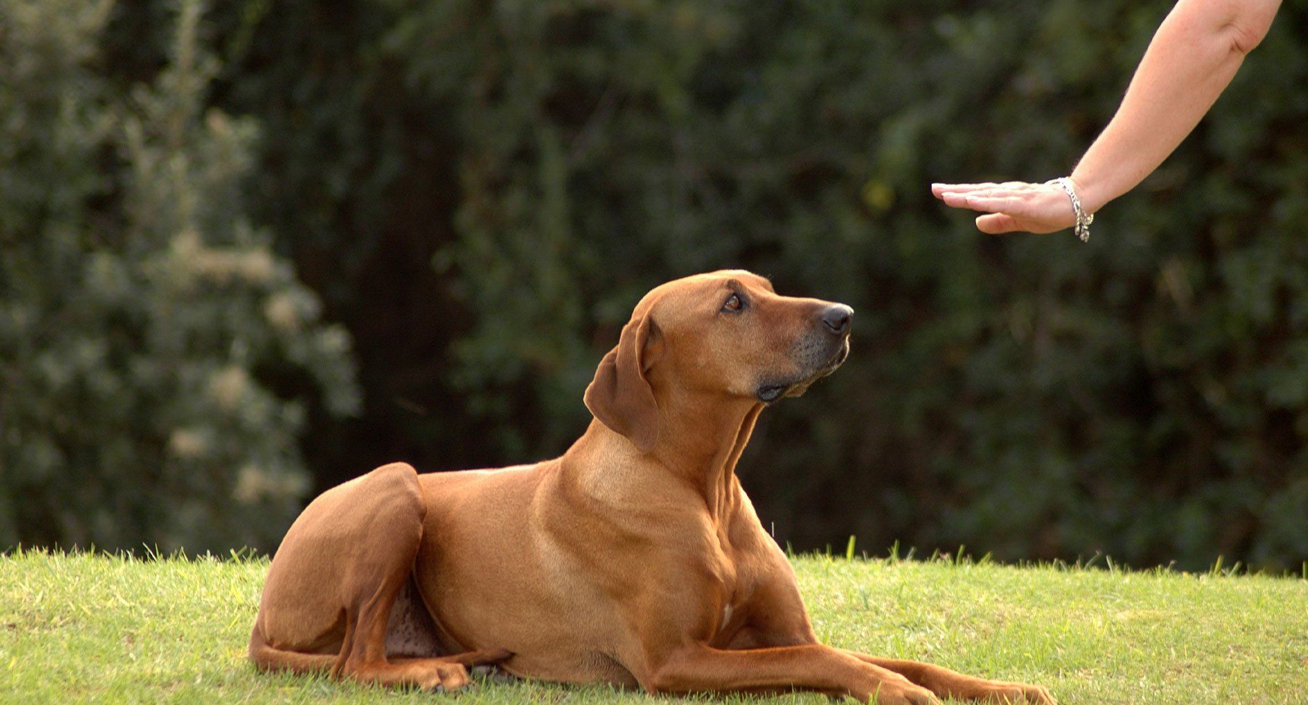 giving a command to her dog
