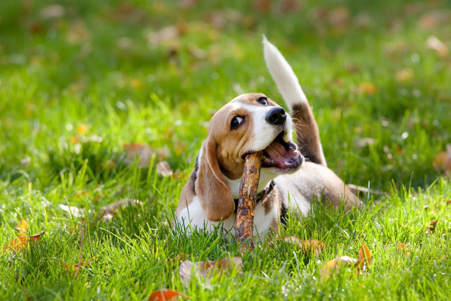 brown dog with wooden stick in colorful nature