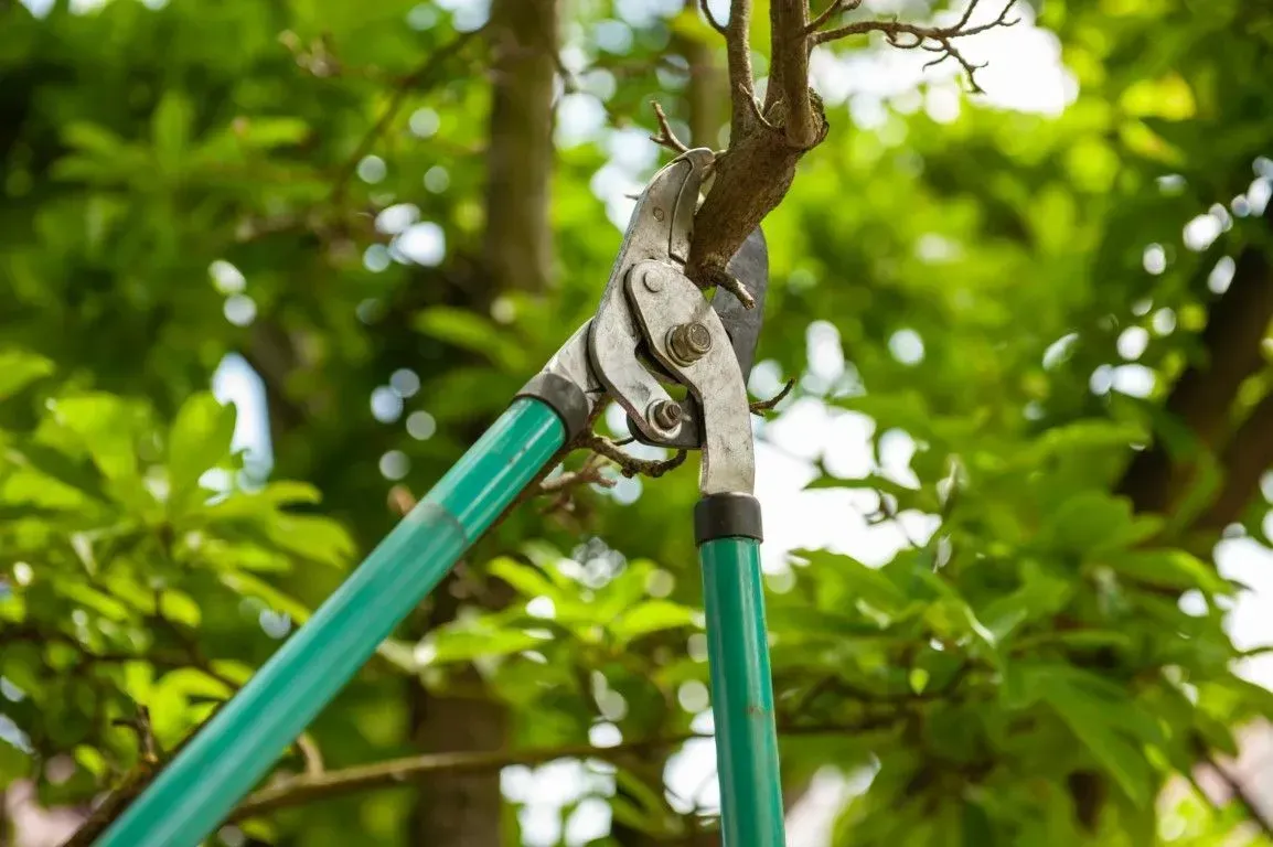 Close-up of green-handled pruning shears cutting a tree branch in a leafy garden