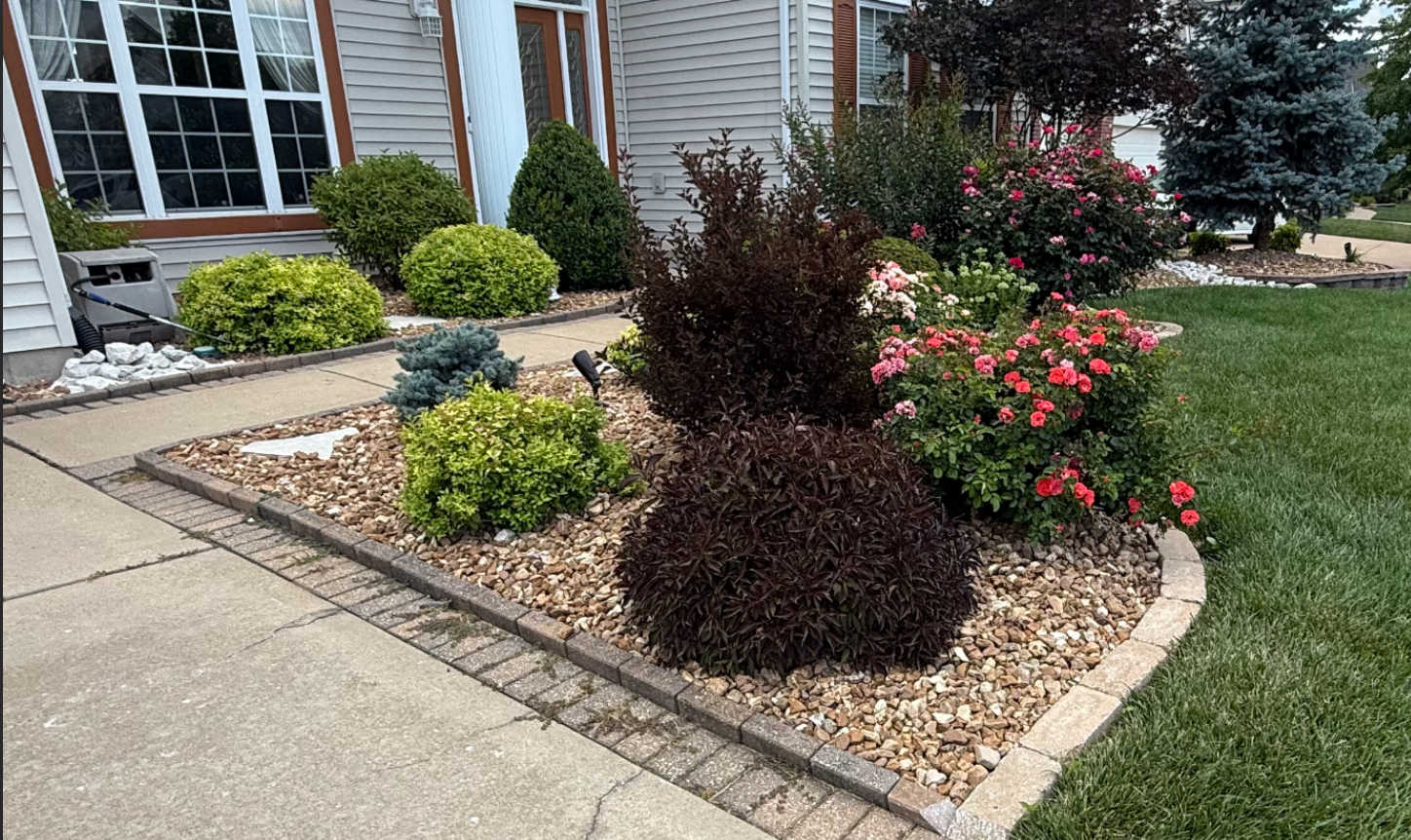 Shrubs Before Hackmann Landscape Maintenance on Chesterfield MO Home