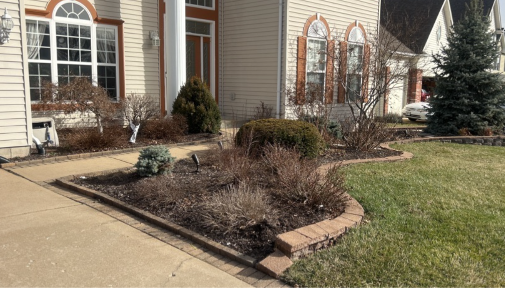 Shrubs Before Hackmann Landscape Maintenance on Chesterfield MO Home