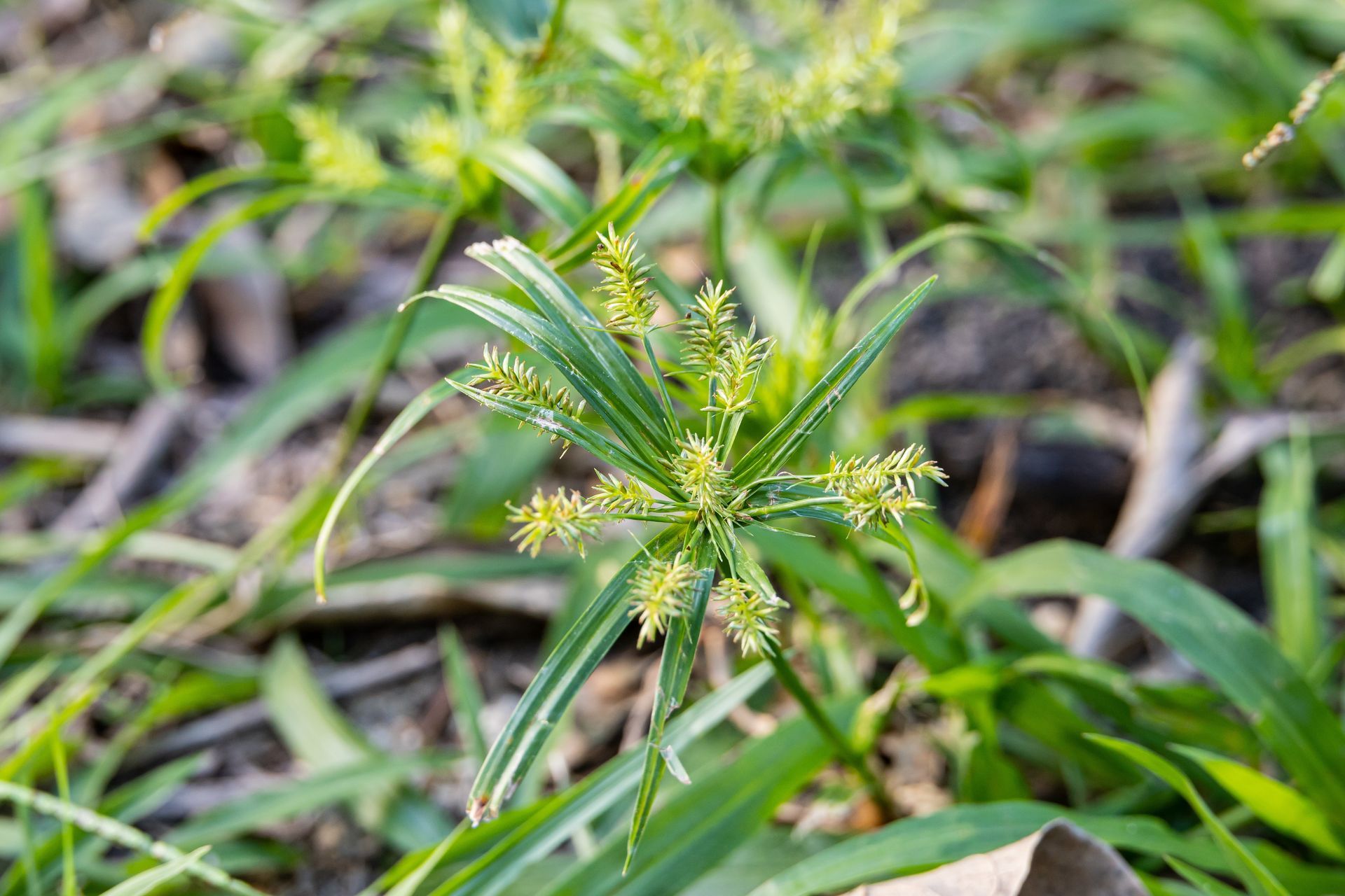 Nutsedge & Brown Grass Fixes| St Charles MO | Hackmann