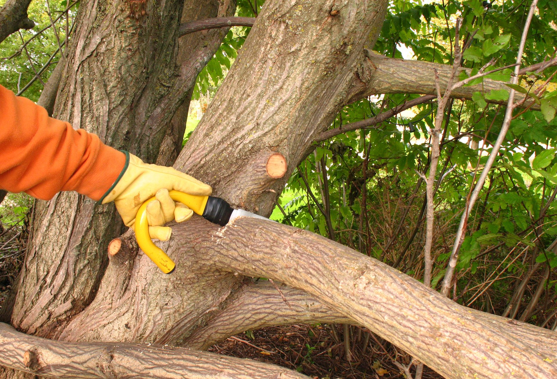Tree Trimming in Orange City, FL