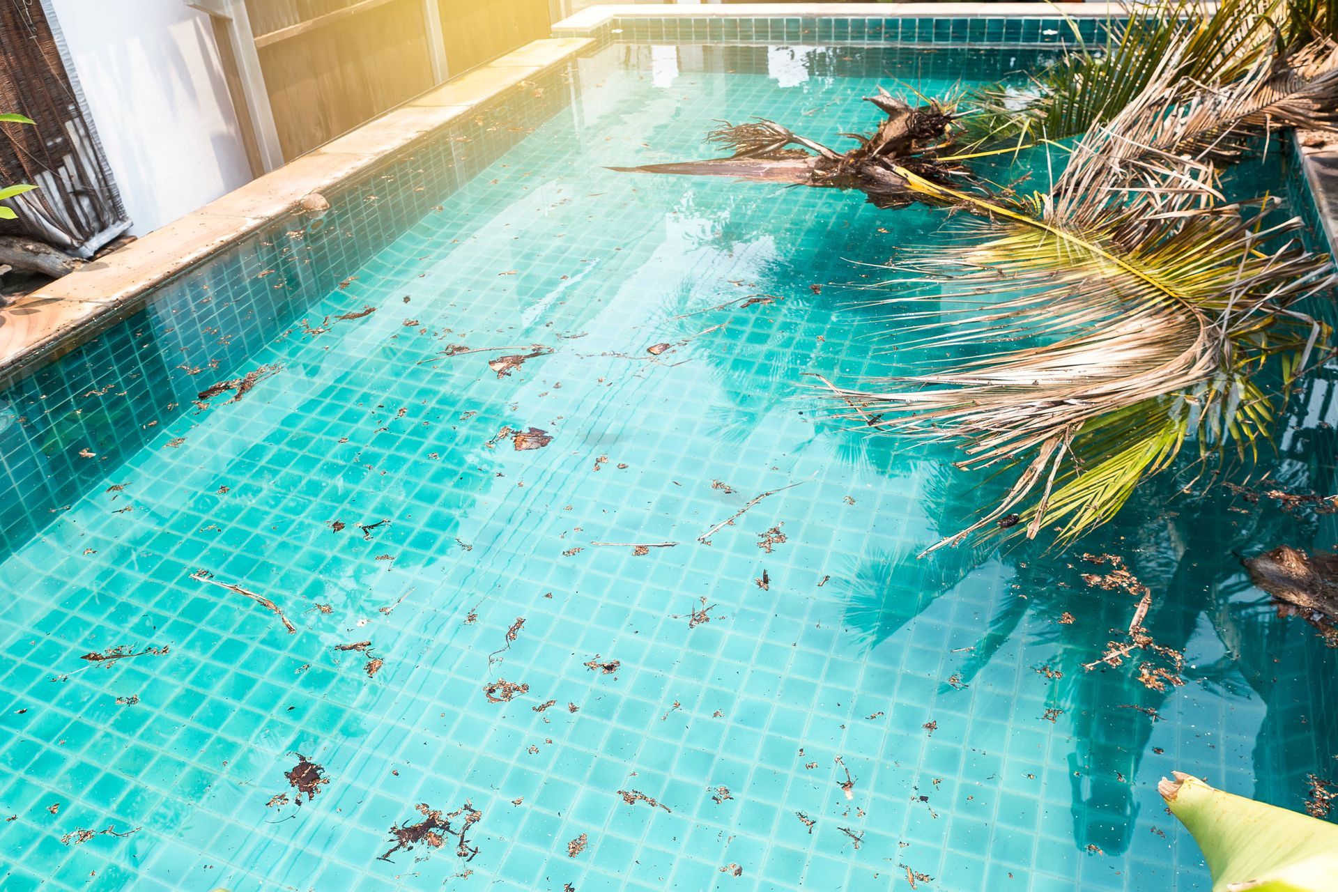 Turquoise tiled swimming pool with palm fronds and floating leaves in bright sunlight