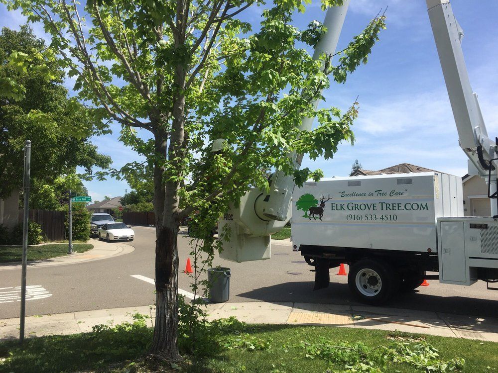 A tree service truck trims a tree on a suburban street.