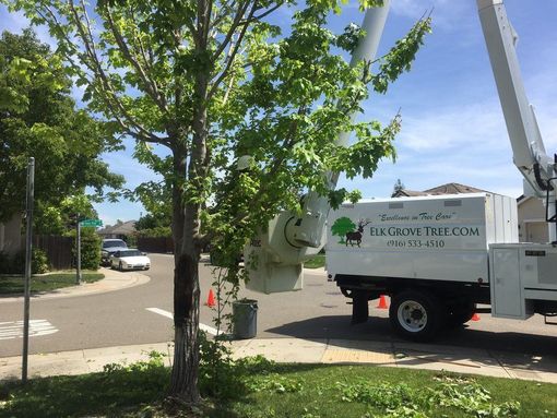 Tree trimming service truck with an extended lift trimming a tree on a suburban street.
