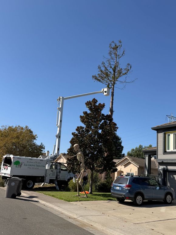 Tree trimming truck with boom extended; two workers in orange vests; clear blue sky.