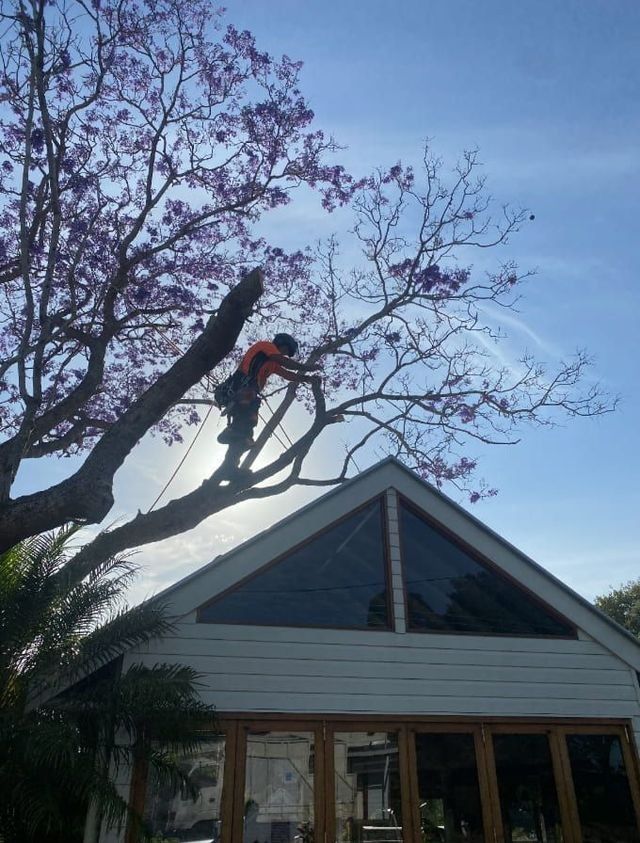 a Man is Climbing a Tree in Front of a House — Chris Hackett Tree Services In Ballina, NSW