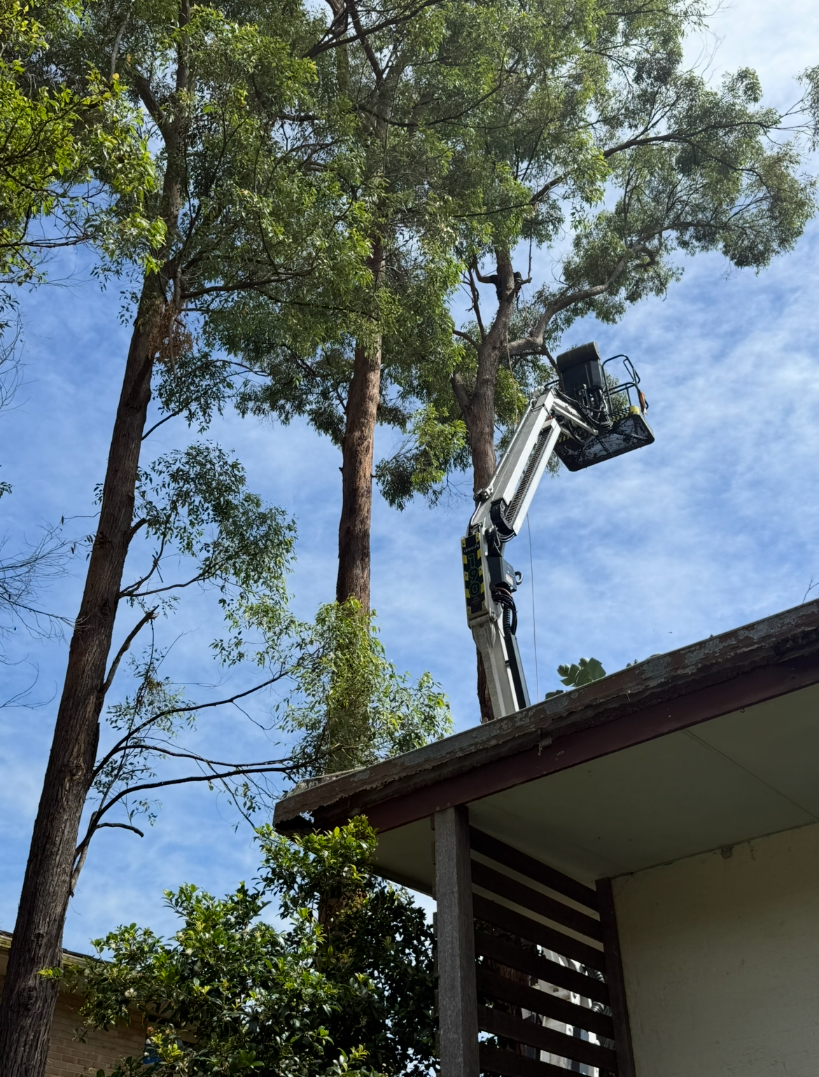 A Man Is Climbing A Tree Next To A Sign That Says Caution Tree Ation — Chris Hackett Tree Services In Ballina, NSW