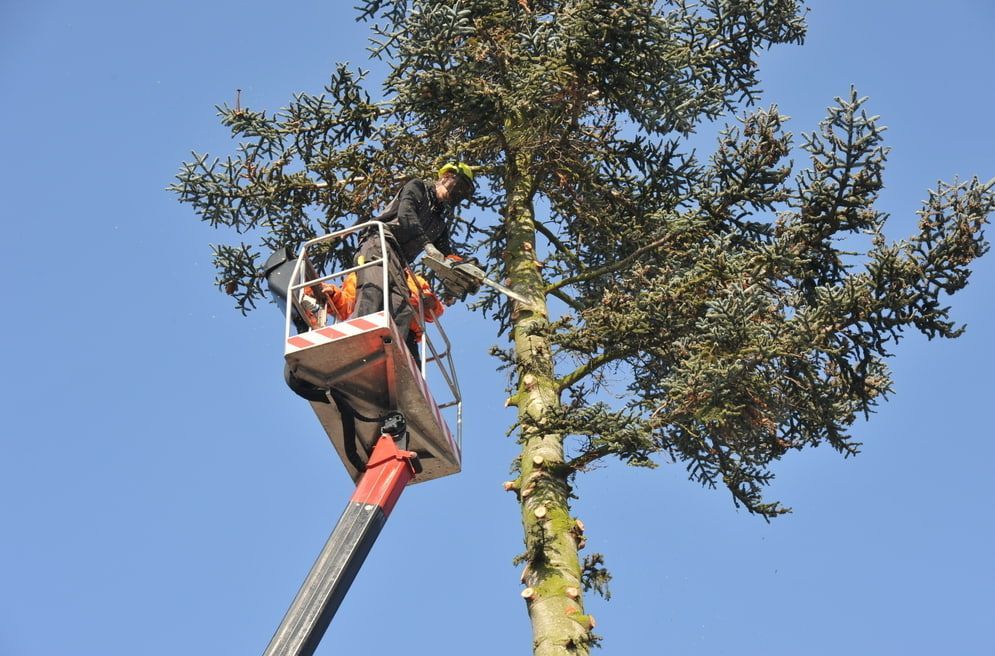 A Man Is Cutting A Tree With A Crane — Chris Hackett Tree Services In Ballina, NSW