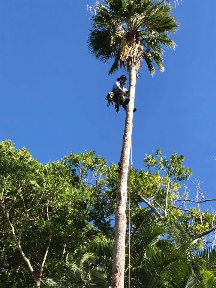 A Man Is Climbing A Palm Tree With A Chainsaw — Chris Hackett Tree Services In Lismore, NSW