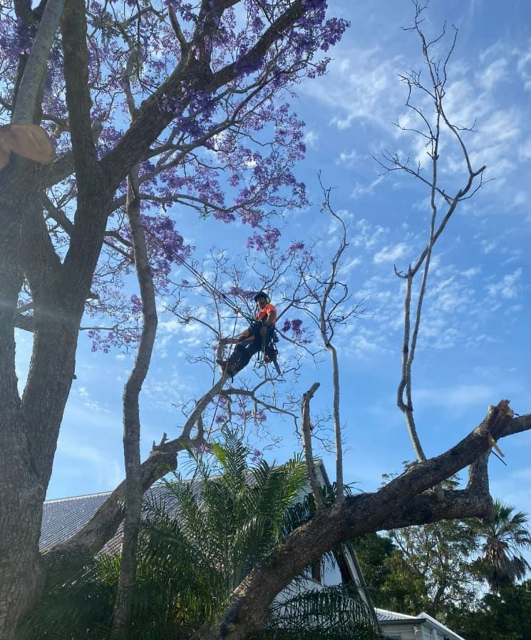 A Man Is Sitting On A Tree Branch With Purple Flowers — Chris Hackett Tree Services In Ballina, NSW