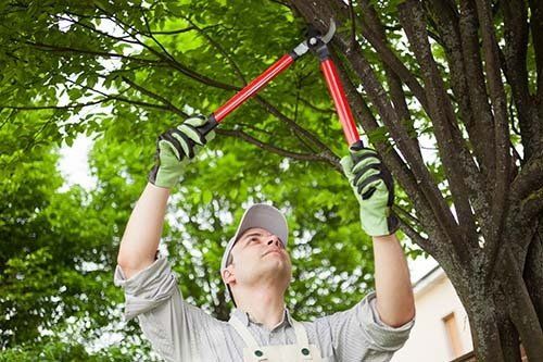 A Man Is Cutting A Tree With A Pair Of Loppers — Chris Hackett Tree Services In Lismore, NSW