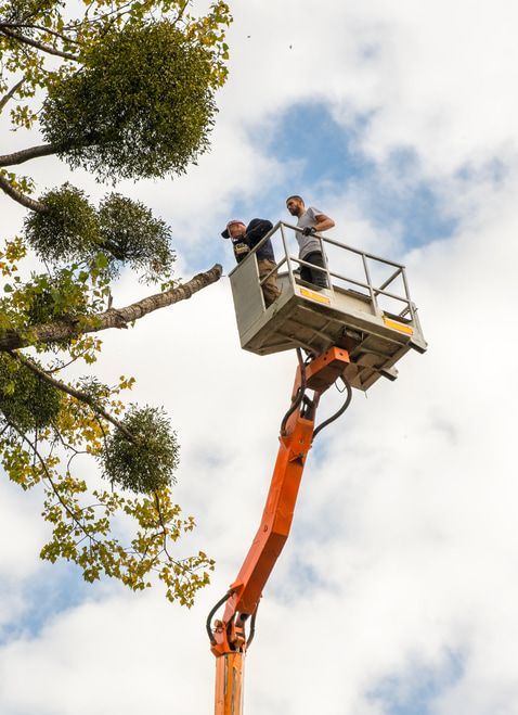 A Man Is Standing On A Crane Cutting A Tree Branch — Chris Hackett Tree Services In Byron Bay, NSW