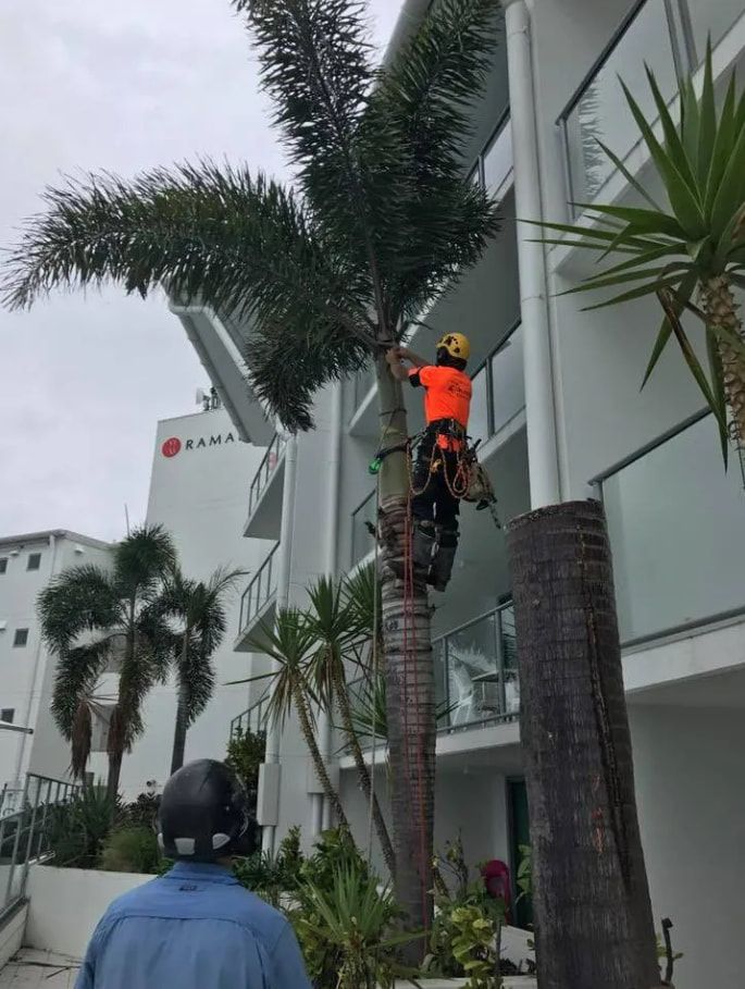 A Man Is Climbing A Palm Tree In Front Of A Building — Chris Hackett Tree Services In Ballina, NSW