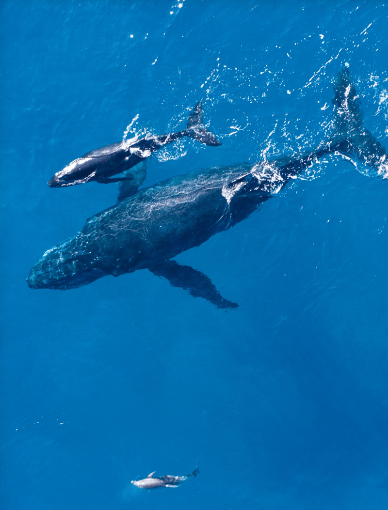 Whale Watching — Wailuku, HI — Maui Reef Adventures