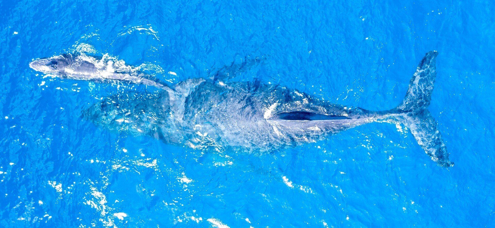 Whales — Wailuku, HI — Maui Reef Adventures