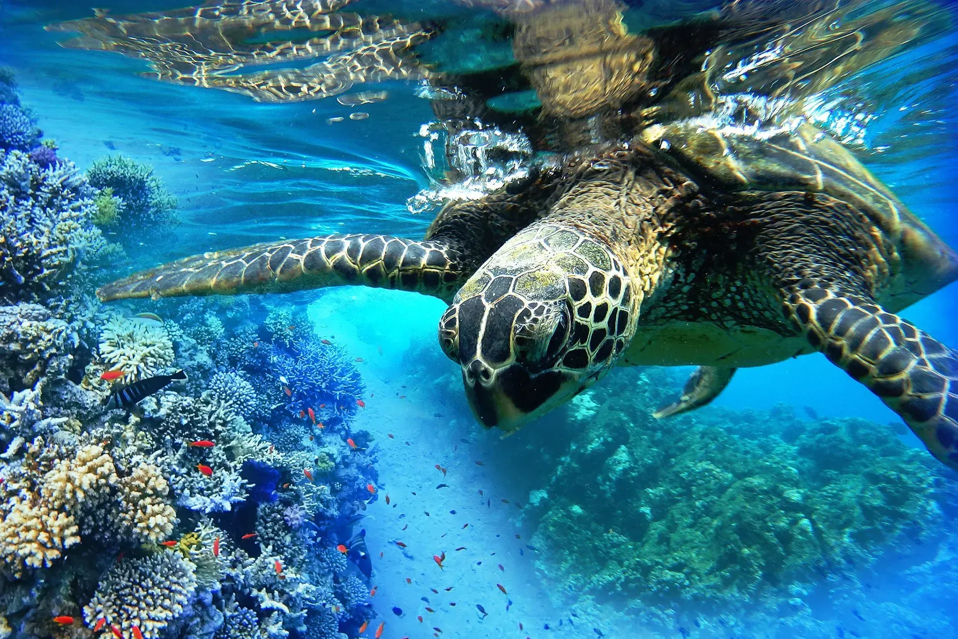 Fishes and Turtle — Wailuku, HI — Maui Reef Adventures