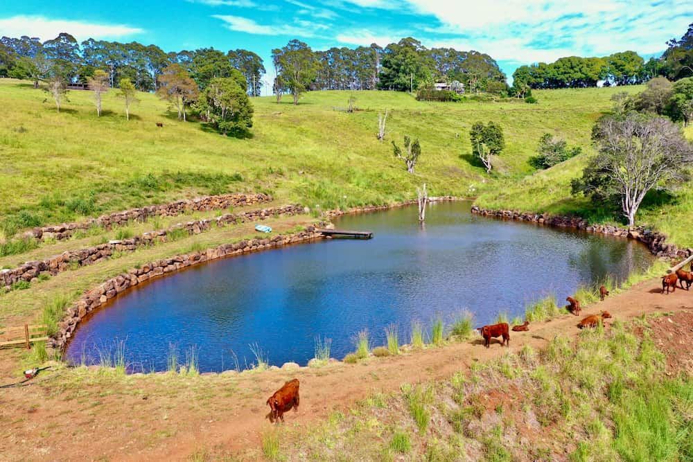 A Group Of Cows Are Standing Around A Small Pond In A Field — J & M Bashforth & Sons In Brunswick Heads, NSW