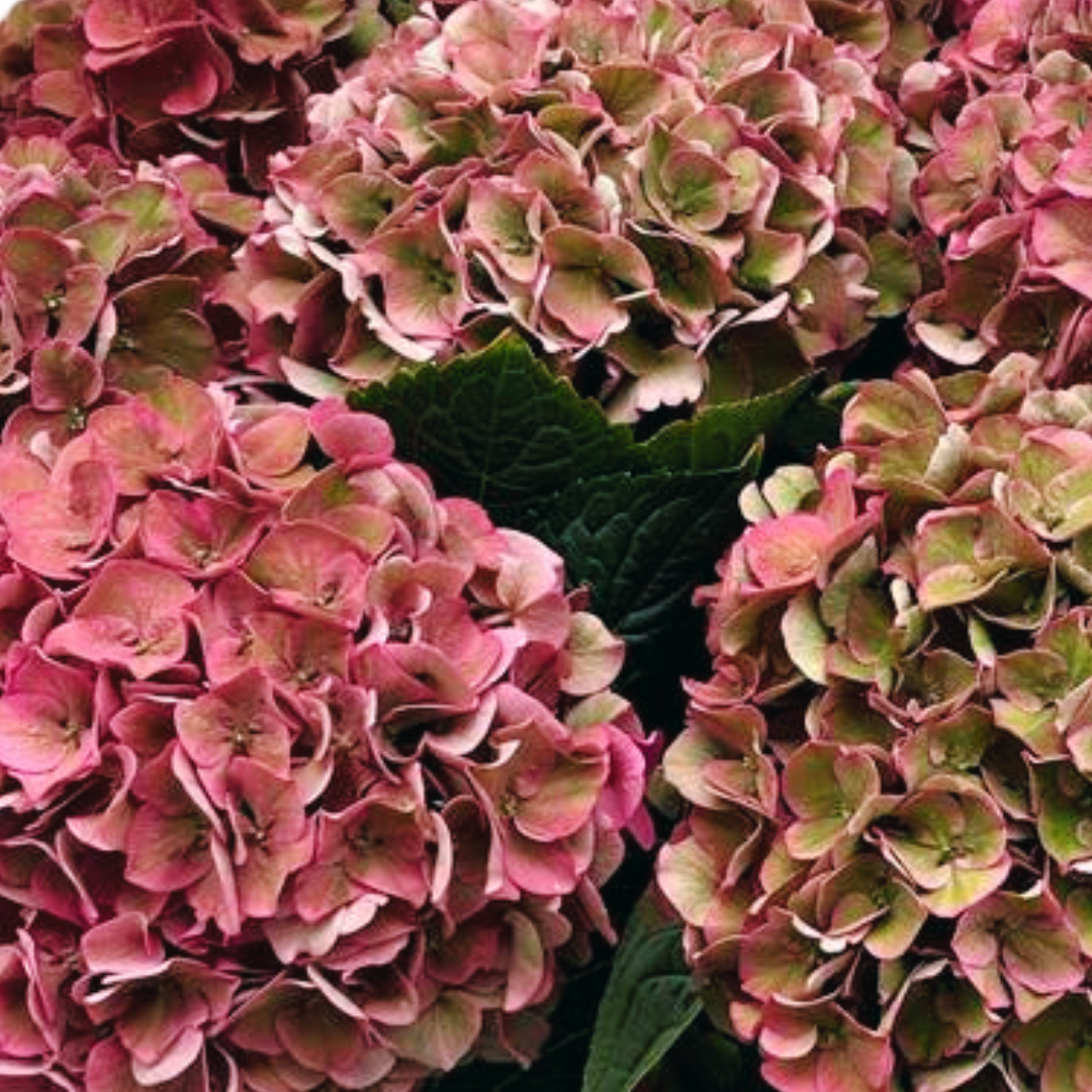 Pink Rodeo Hydrangea Our assortment hydrangea