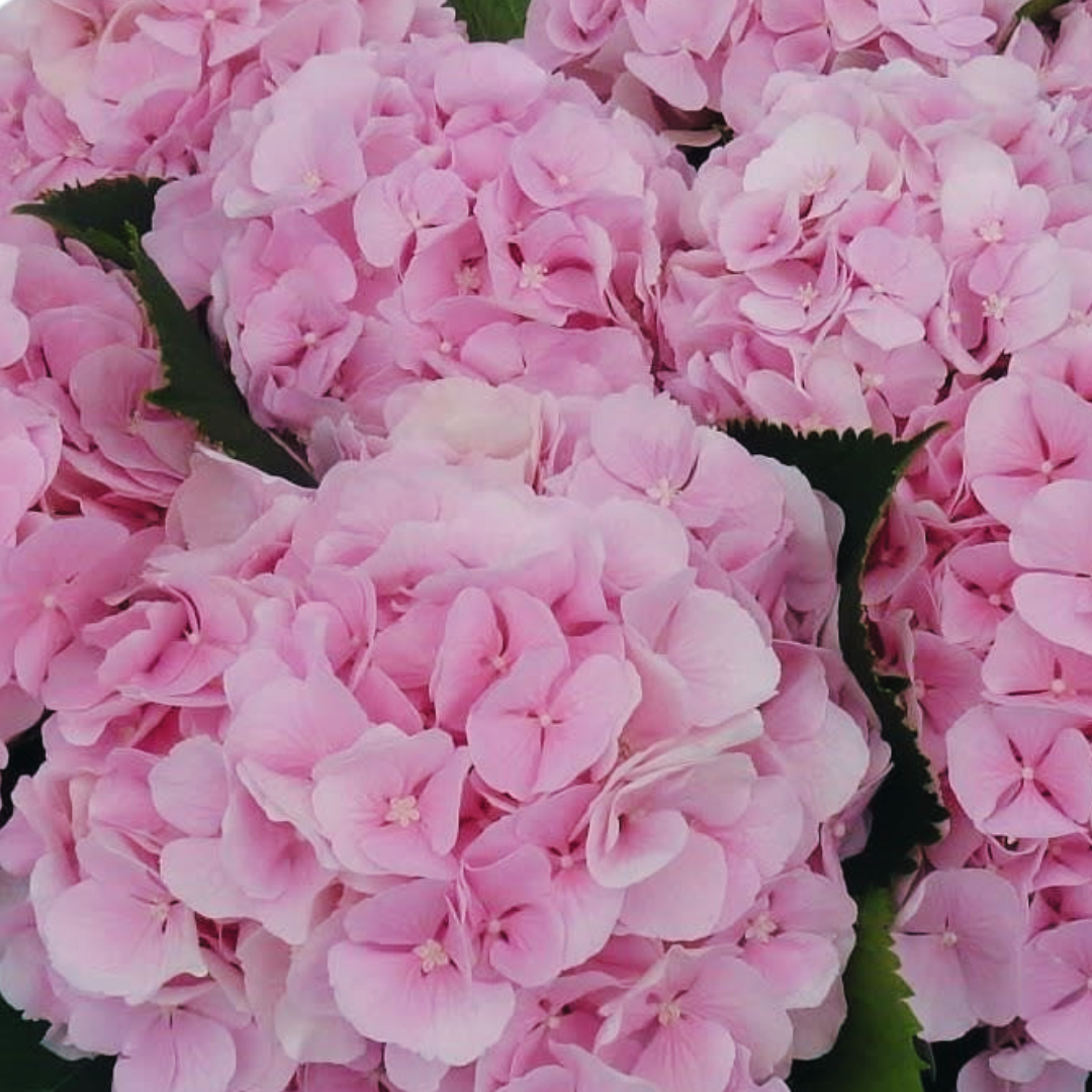 Happy Hydrangea Snijbloemen kwekerij