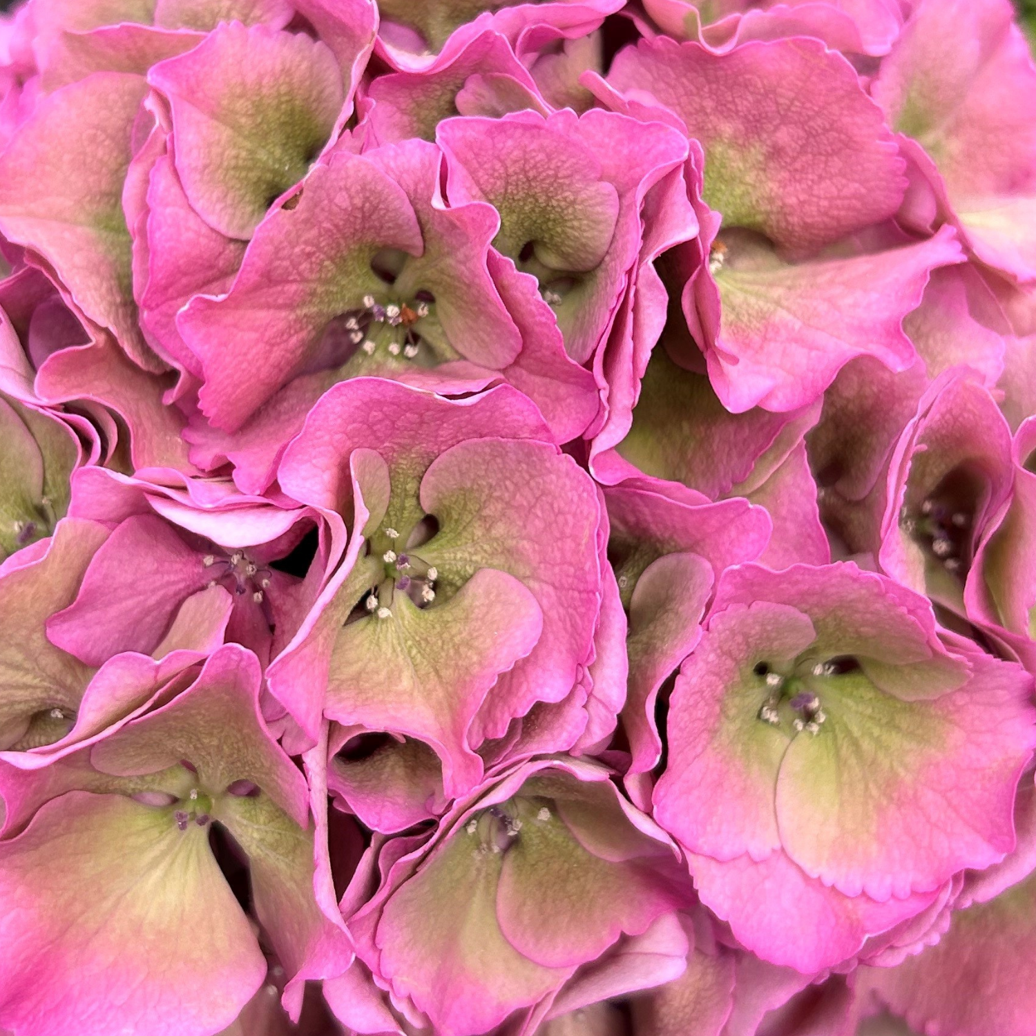 Royal Palace pink happyhydrangea.nl