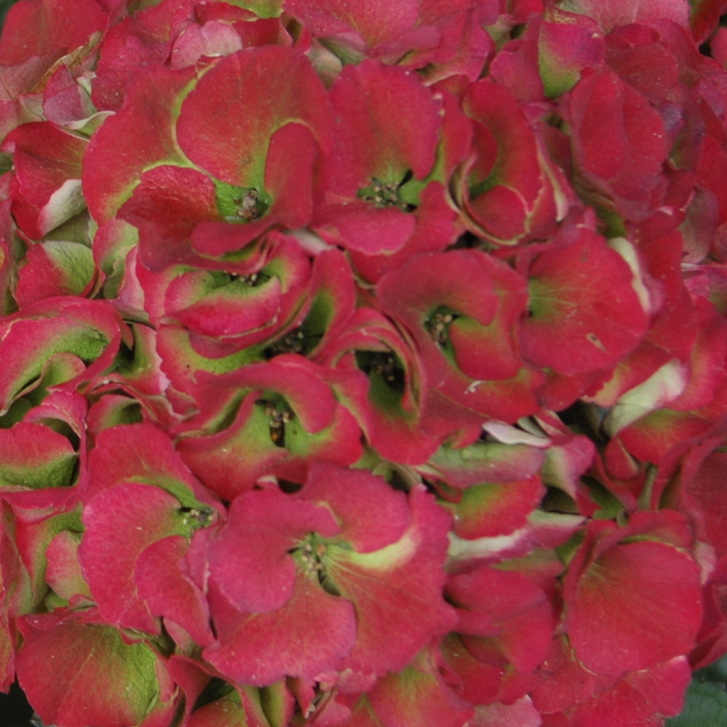 Royal Palace clasic red happyhydrangea.nl