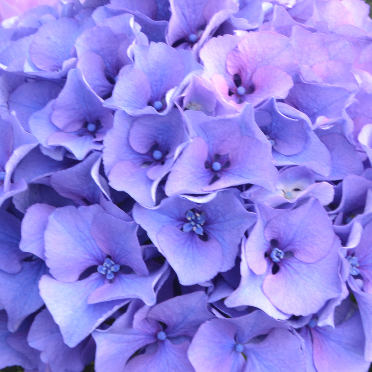 Royal Parade blue happyhydrangea.nl