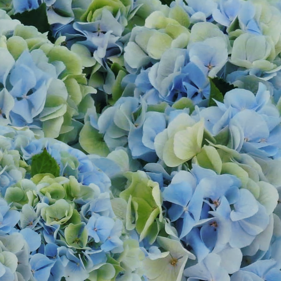 Een close-up van een bosje blauwe en groene bloemen