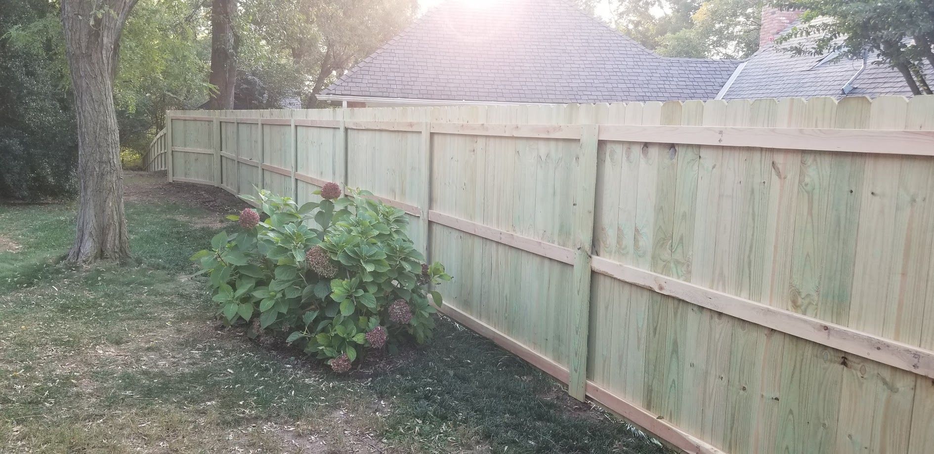 Wooden fence along a leafy yard with trees and a bush in the foreground