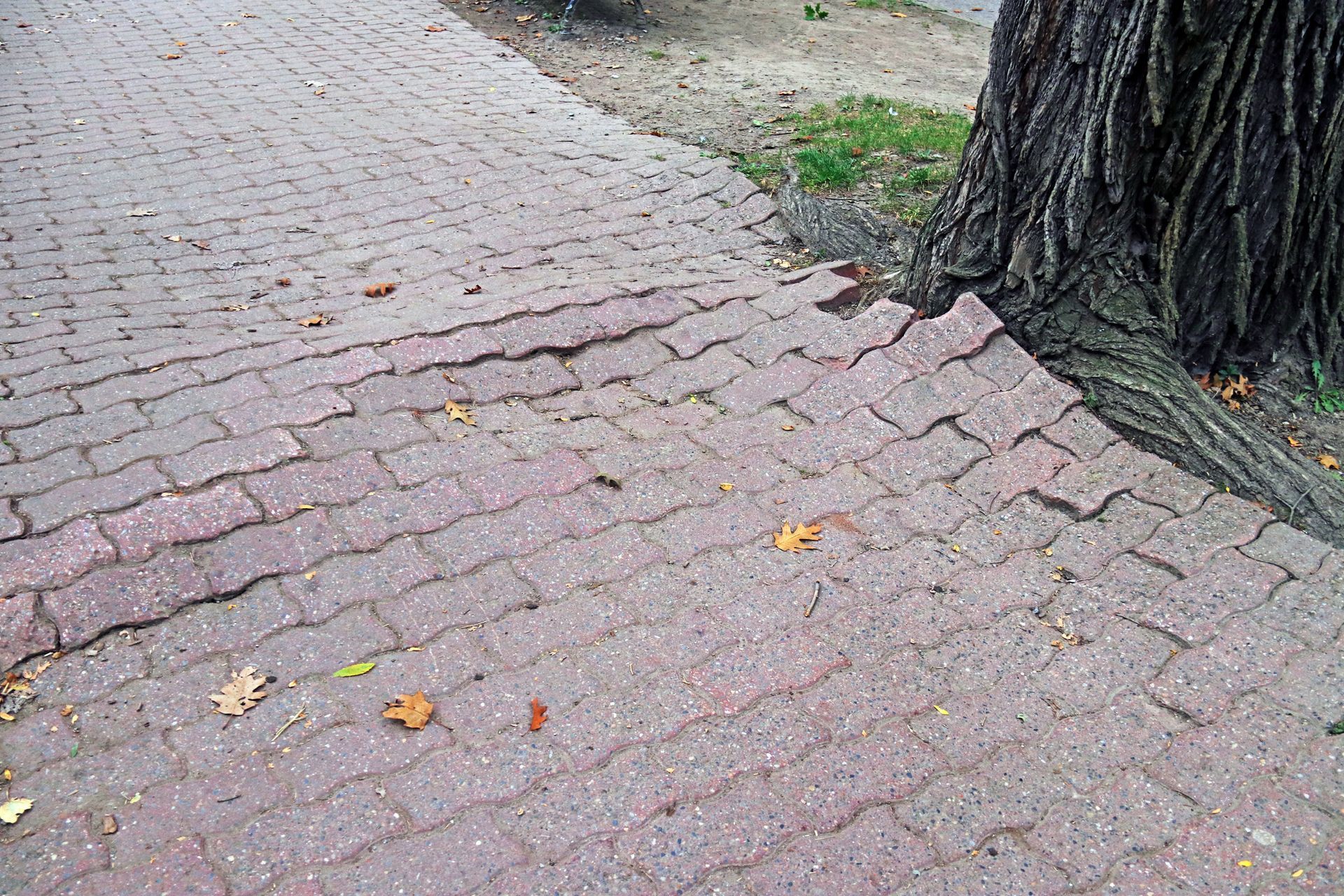 A Brick Sidewalk with a Tree in the background - Kokomo. IN - Austin Tree Care A Brick Sidewalk with a Tree in the background - Kokomo. IN - Austin Tree Care