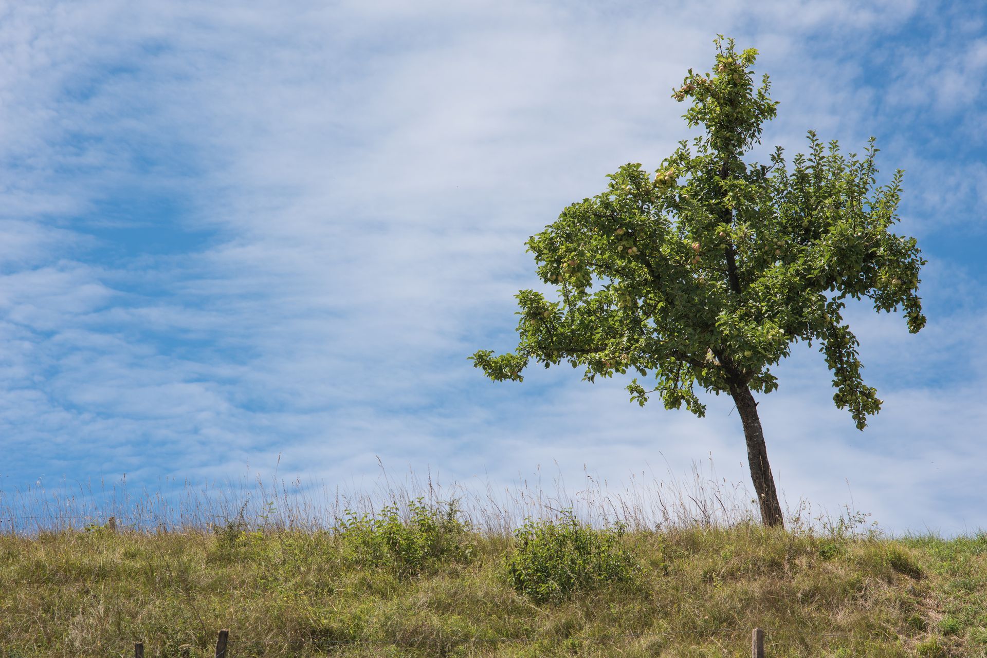 A Tree leaning - Kokomo. IN - Austin Tree Care A Tree leaning - Kokomo. IN - Austin Tree Care