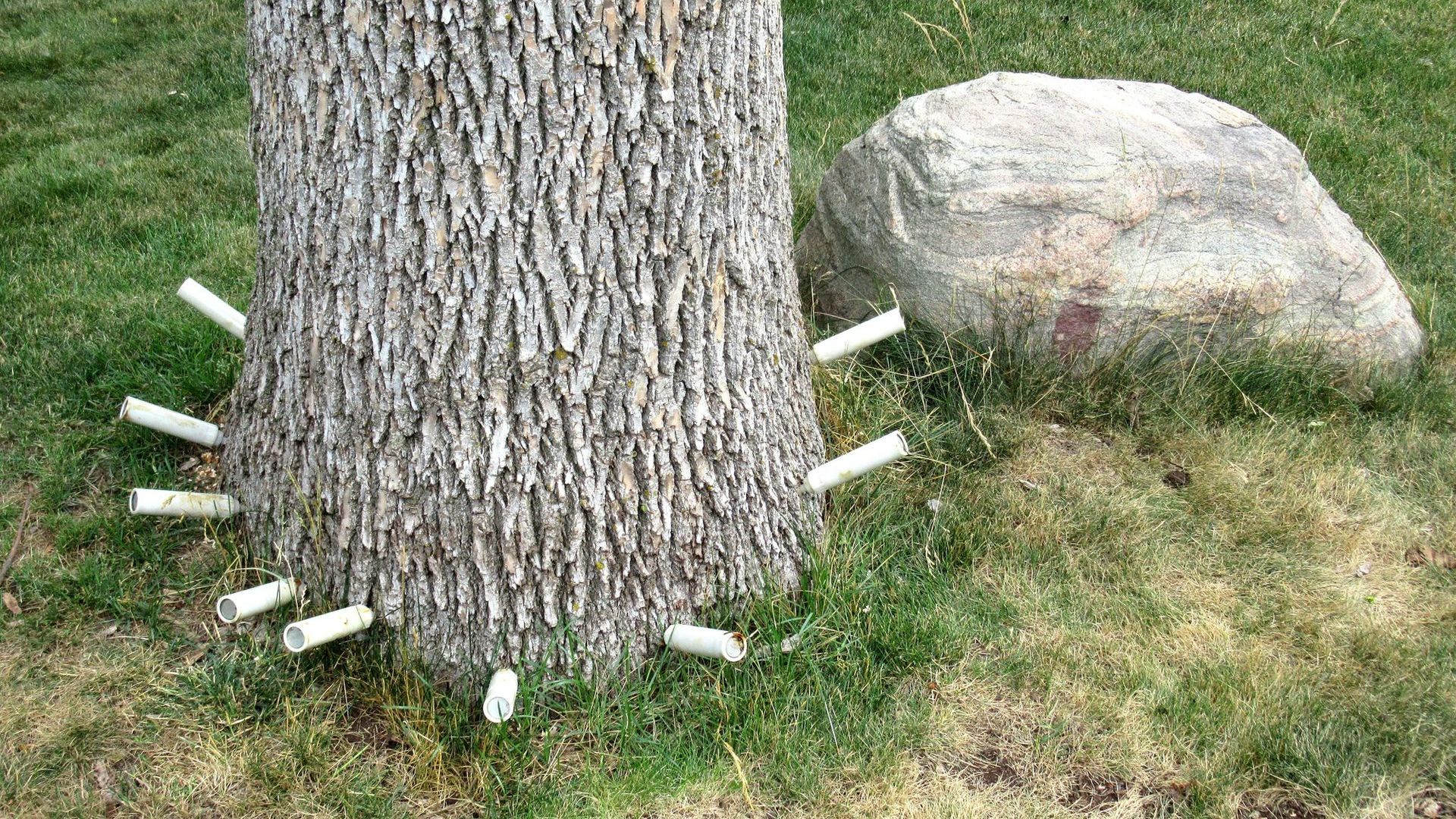 A Tree with Pesticide Injection - Kokomo. IN - Austin Tree Care A Tree with Pesticide Injection - Kokomo. IN - Austin Tree Care
