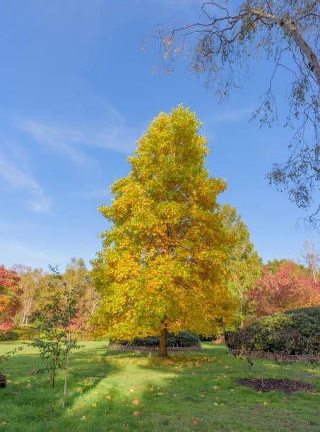 A full shot of a Tulip Tree - Kokomo. IN - Austin Tree Care