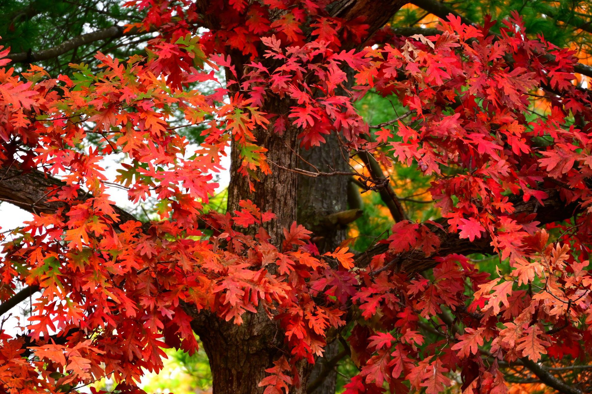 A Northern Red Oak Tree having red leaves - Kokomo. IN - Austin Tree Care