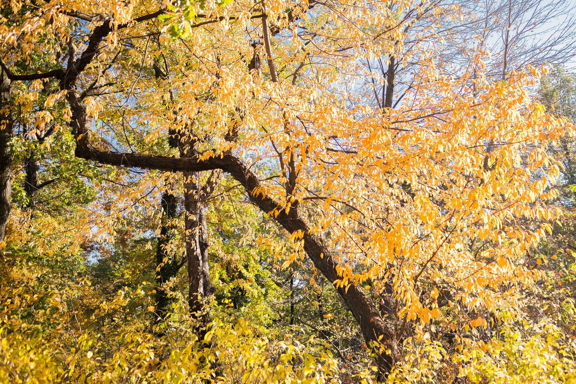 Black Walnut Tree - Kokomo. IN - Austin Tree Care
