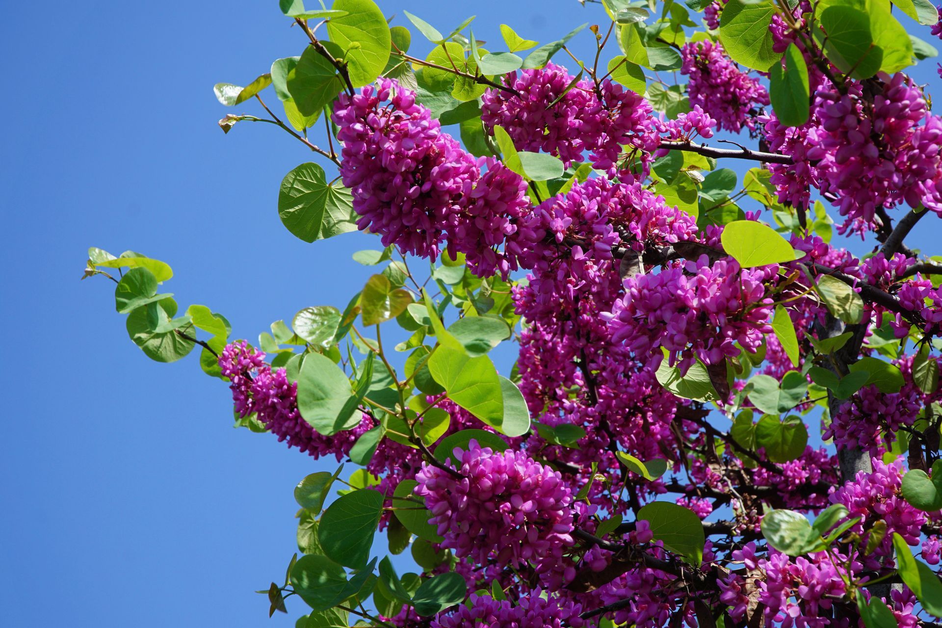 Eastern Redbud Tree bathing in sunlight - Kokomo. IN - Austin Tree Care